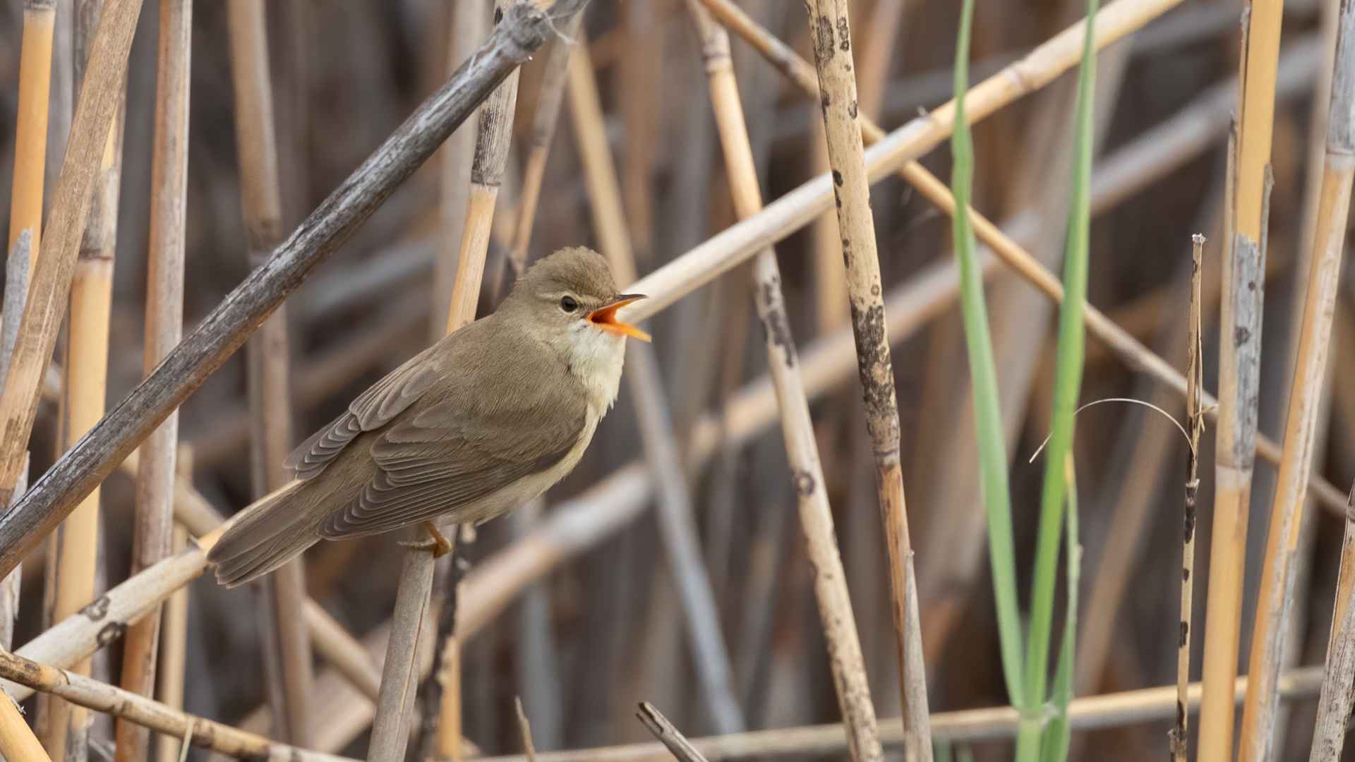 Marsh Warbler